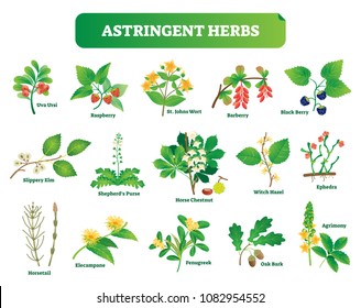 Astringent herbs vector illustration collection. Natural homeopathy wild plants botanic set. Health and nature.