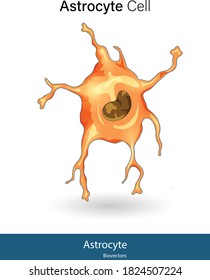 Astrocyte or glial cell simple structure  illustration 