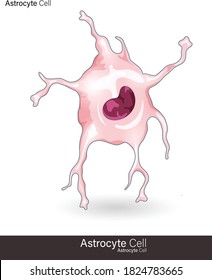 Astrocyte or glial cell structure illustration.