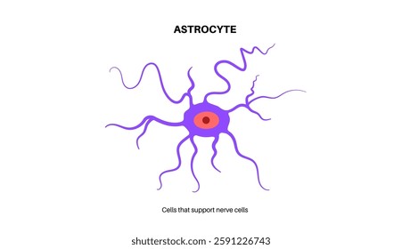 Astrocyte star shaped glial cells in the brain and spinal cord. Element of the central nervous system. Specimen tissue under a microscope. Biochemical control of endothelial cells vector illustration