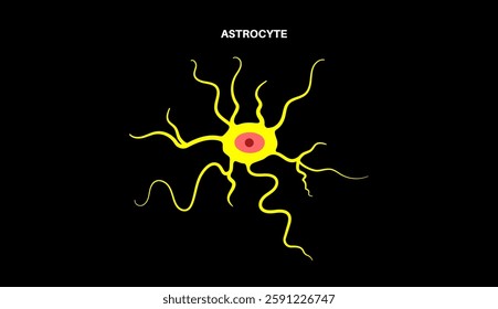 Astrocyte star shaped glial cells in the brain and spinal cord. Element of the central nervous system. Specimen tissue under a microscope. Biochemical control of endothelial cells vector illustration