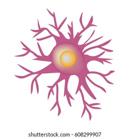 Astrocyte structure. Nerve cell. Infographics. Vector illustration on isolated background