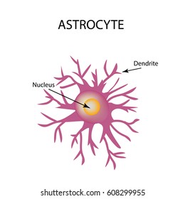 Astrocyte structure. Nerve cell. Infographics. Vector illustration on isolated background