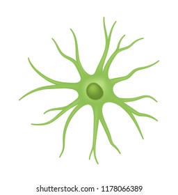 Astrocyte. Vector Cell of Neuroglia