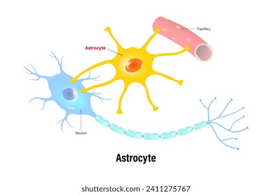 Astrocyte vector. Glial cells (neuroglia). Central nervous system.