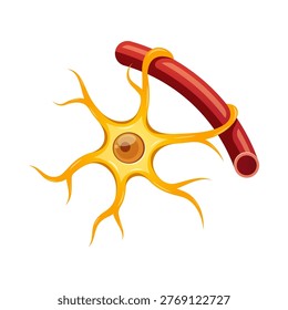 Astrocytes glial cells vector isolated on white background.