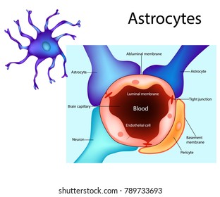 Astrocytes. Schematic diagram of the neurogliovascular unit. Types of glial cells such as pericytes and astrocytes