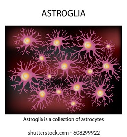Astroglia structure. Astrocyte. Nerve cell. Infographics. Vector illustration on isolated background