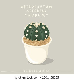 Astrophytum : Cactus type collection : Cactus in white small pot isolated on beige background : Vector Illustration