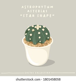 Astrophytum : Cactus type collection : Cactus in white small pot isolated on beige background : Vector Illustration