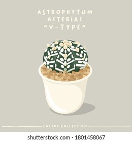 Astrophytum : Cactus type collection : Cactus in white small pot isolated on beige background : Vector Illustration