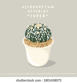 Astrophytum : Cactus type collection : Cactus in white small pot isolated on beige background : Vector Illustration