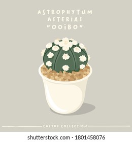Astrophytum : Cactus type collection : Cactus in white small pot isolated on beige background : Vector Illustration