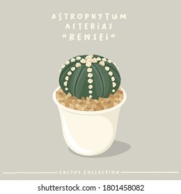 Astrophytum : Cactus type collection : Cactus in white small pot isolated on beige background : Vector Illustration