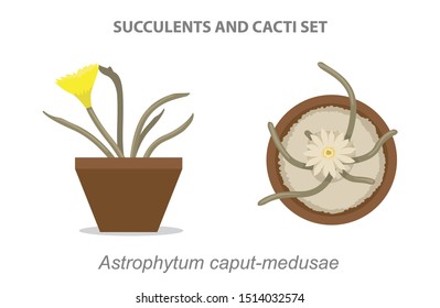 Astrophytum caput-medusae Succulent and Cacti Set Vector Illustration