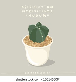 Astrophytum Myriostigma : Cactus type collection : Cactus in white small pot isolated on beige background : Vector Illustration