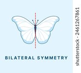 Asymmetrical, Radial and bilateral symmetry in animals
