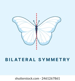 Asimetría, simetría radial y bilateral en animales
