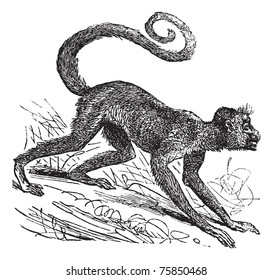 Ateles paniscus, Red-faced spider monkey, Guiana spider monkey or Red-faced black spider monkey. Vintage engraving. Old engraved illustration of a Red-faced spider monkey on his four legs