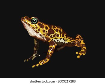 Atelopus Certus, Toad Mountain Harlequin Frog, Endangered Frog Spesies, Vector