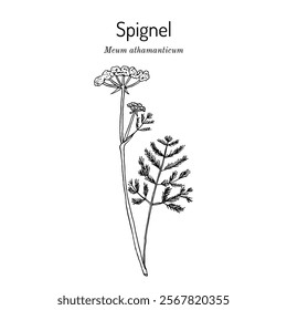 Spignel (Meum athamanticum), edible and aromatic plant. Hand drawn botanical vector illustration