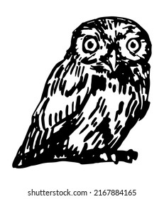 Athene noctua owl realistic sketch. Bird wild animal. Hand drawn vector illustration. Retro style clipart isolated on white background.