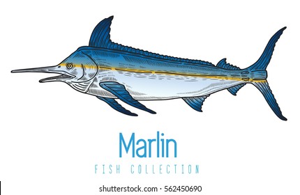 Atlantic blue color marlin, Realistic vector illustration. Suitable for graphic and packaging design, educational examples, etc.