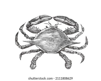 Atlantic blue crab or Callinectes sapidus. Doodle sketch. Vintage vector illustration.