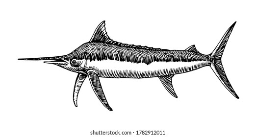 995 Marlin Sketch Images, Stock Photos & Vectors | Shutterstock