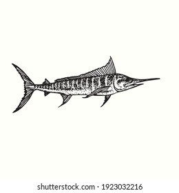 Atlantic blue marlin Makaira nigricans side view. Ink black and white doodle drawing in woodcut outline style. Vector illustration