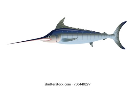 Atlantic blue marlin. Vector illustration isolated on the white background