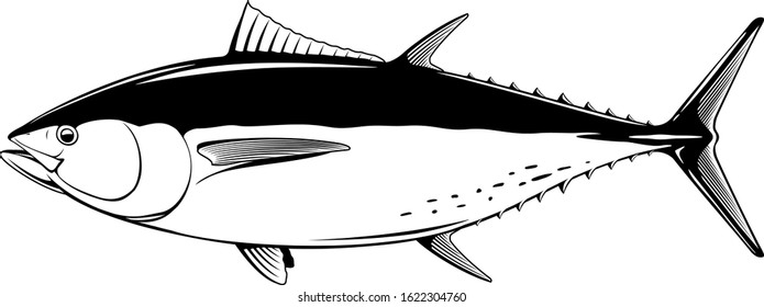 Atlantic bluefin tuna fish in side view in black and white isolated illustration, realistic sea fish illustration on white background, commercial and recreational fisheries