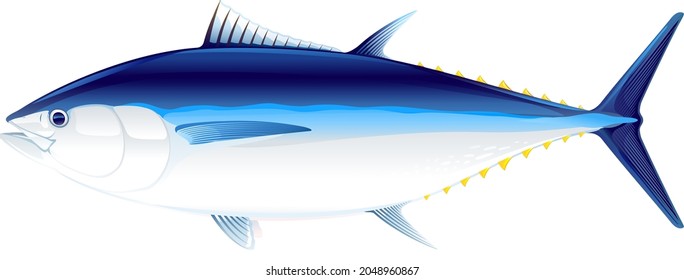 Atún de aleta azul del Atlántico a la vista, ilustración realista de peces marinos sobre fondo blanco, pesca comercial y recreativa