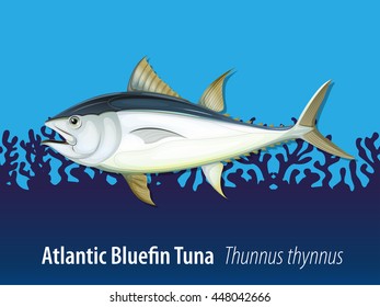 Atlantic bluefin tuna in the sea illustration