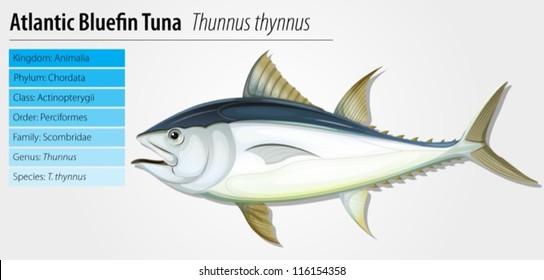 Atlantic bluefin tuna - Thunnus thynnus