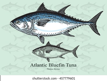 Atlantic Bluefin Tuna. Vector illustration with refined details and optimized stroke that allows the image to be used in small sizes (in packaging design, decoration, educational graphics, etc.)