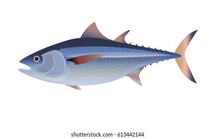 Atlantic bluefin tunny fish. Vector illustration