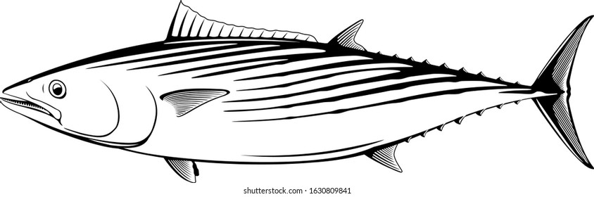 Atlantic bonito fish in side view in black and white isolated illustration, realistic sea fish illustration on white background, commercial and recreational fisheries