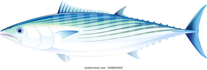 Atlantic bonito fish in side view, realistic sea fish illustration on white background, commercial and recreational fisheries