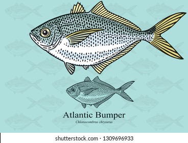 Atlantic Bumper Fish. Vector illustration with refined details and optimized stroke that allows the image to be used in small sizes (in packaging design, decoration, educational graphics, etc.)