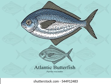 Atlantic Butterfish. Vector illustration with refined details and optimized stroke that allows the image to be used in small sizes (in packaging design, decoration, educational graphics, etc.)