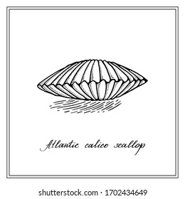 Atlantic calico scallop. Black and white square card. Seashell. Hand-drawn collection of greeting cards. Vector illustration.