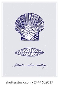 Atlantic calico scallop. Seashell. Vintage style poster. Hand drawn graphic design collection. Vector illustration.