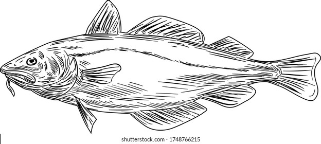 Atlantic Cod Codling Fish Viewed From Side Drawing Black and White