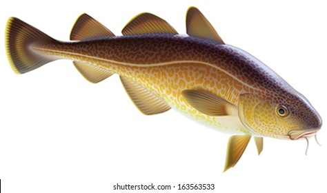 Atlantic cod. Editable vector illustration isolated on white background.