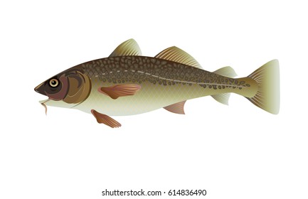 Atlantic cod fish. Vector illustration