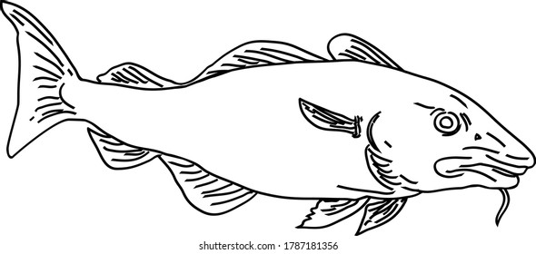 Atlantic Cod Gadus Morhua or Codling Side View Line Art Style Black and White