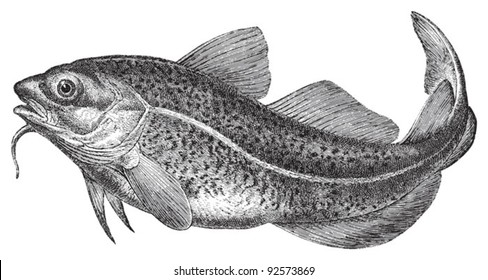 Atlantic cod (Gadus morhua) / vintage illustration from Meyers Konversations-Lexikon 1897