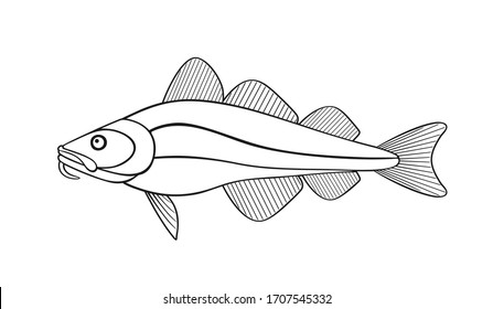 Atlantic cod outline.  Isolated cod on white background