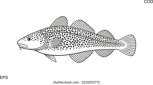 Atlantic cod outline. Isolated cod on white background